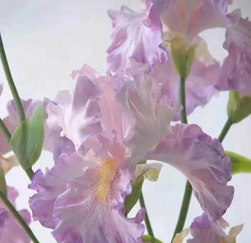 黄色鸢尾花花语是什么？如何用它表达爱意？