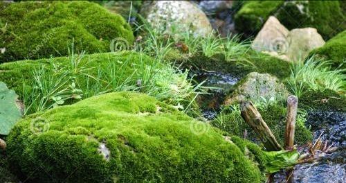 绿苔属于哪个植物类别？它有哪些特点和用途？