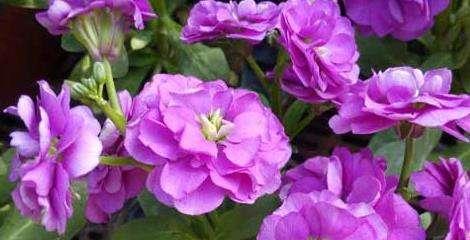 黄色紫罗兰花语代表纯朴吗？花语背后的故事是什么？