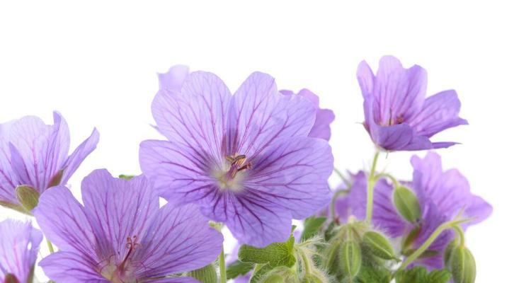 黄色紫罗兰花语代表纯朴吗？花语背后的故事是什么？