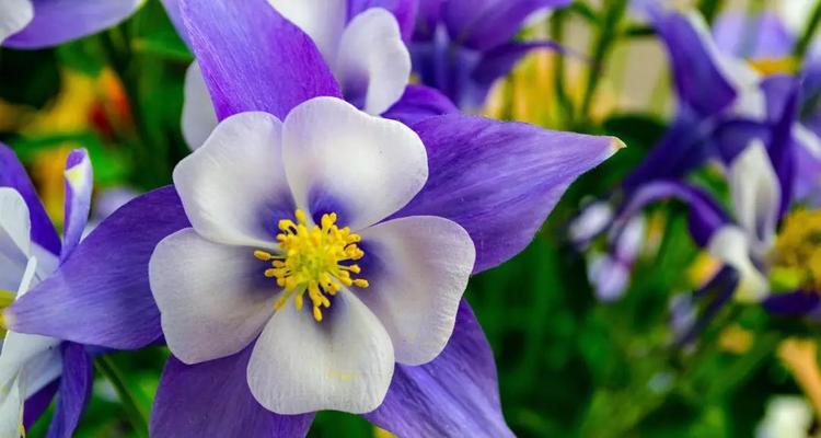 黄色紫罗兰花语代表纯朴吗？花语背后的故事是什么？