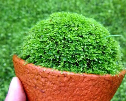 绿苔养护技巧有哪些？如何让绿苔生长得更旺盛？