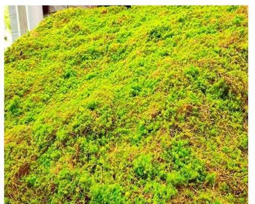 绿苔养护技巧有哪些？如何让绿苔生长得更旺盛？