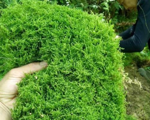 绿苔养护技巧有哪些？如何让绿苔生长得更旺盛？