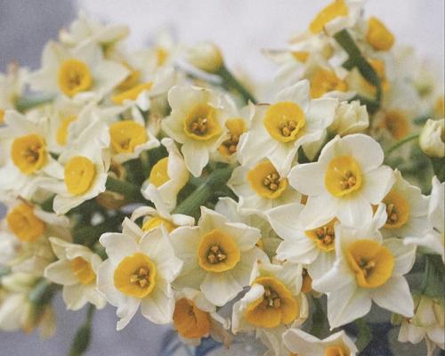 黄水仙花花语是什么？如何用黄水仙表达爱意？