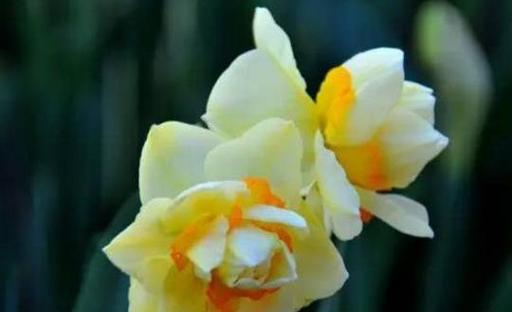黄水仙花花语是什么？如何用黄水仙表达爱意？