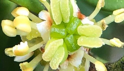 黄杨树象征什么？黄杨树的寓意有哪些常见问题解答？