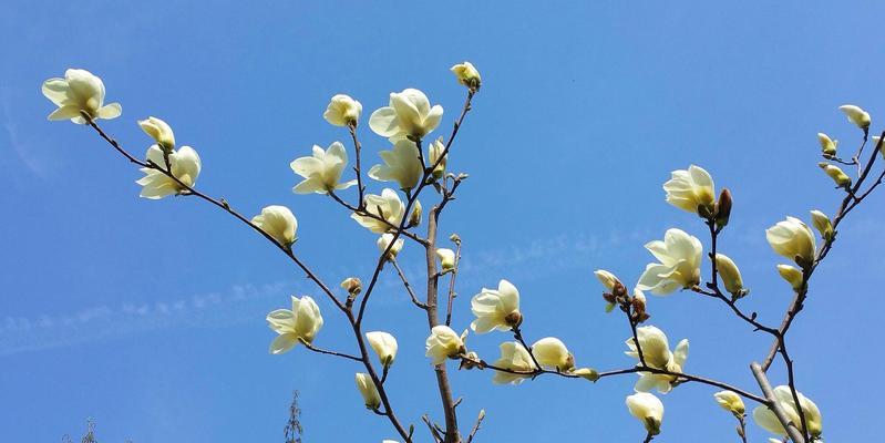 黄玉兰花代表什么？黄玉兰花的寓意有哪些常见问题解答？