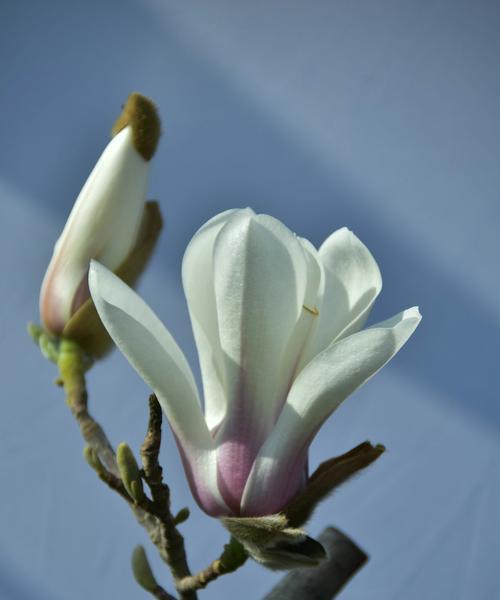 黄玉兰花代表什么？黄玉兰花的寓意有哪些常见问题解答？
