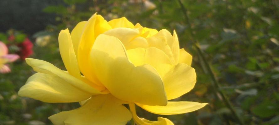 黄月季代表什么意思？黄月季花语有哪些含义？