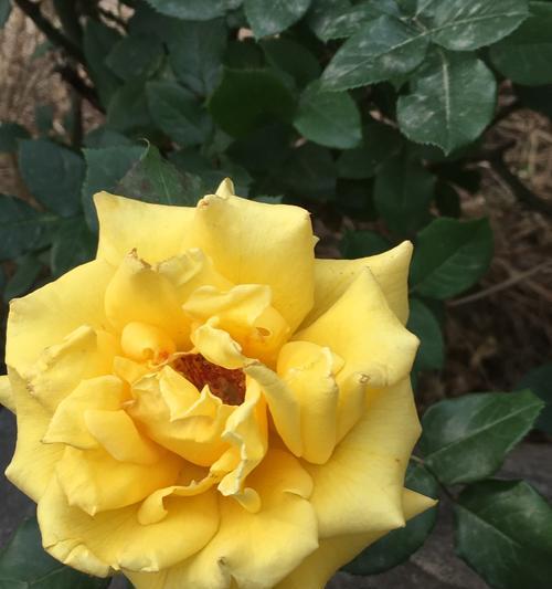 黄月季代表什么意思？黄月季花语有哪些含义？
