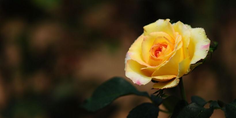 黄月季花的寓意是什么？如何正确解读其象征意义？