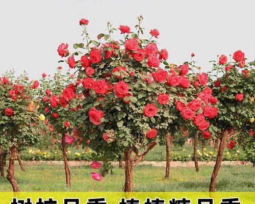 黄月季花的寓意是什么？如何正确解读其象征意义？