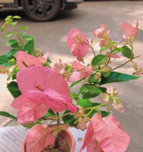 绿叶橙三角梅勤花吗？如何确保其持续开花？