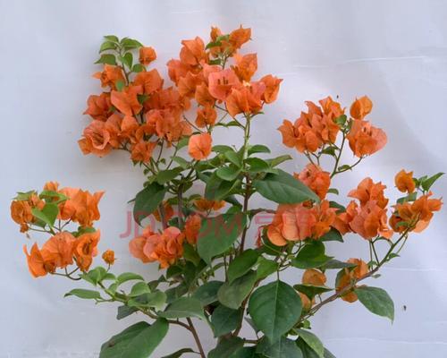 绿叶橙三角梅勤花吗？如何确保其持续开花？