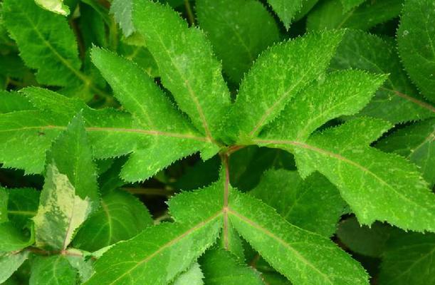 绿叶紫花植物属于哪个科？这种植物有什么特点？