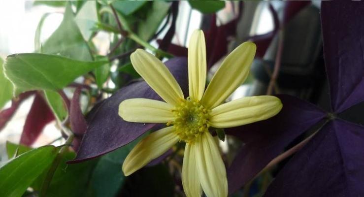 绿玉菊水培可行吗？如何正确进行水培操作？