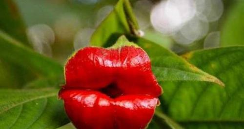 火花兰花语的含义有哪些常见疑问解答？