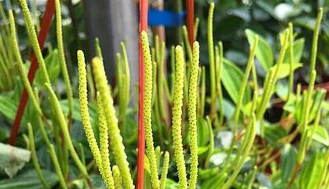 绿玉树会开花吗？开花时的特征是什么？