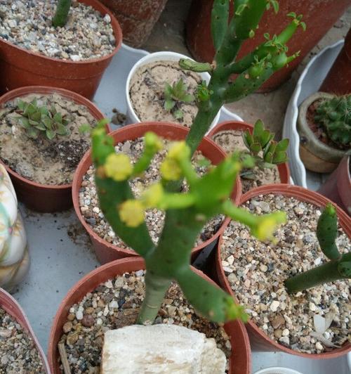绿玉树会开花吗？开花时的特征是什么？