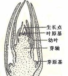 绿玉树繁殖方法有哪些？如何正确进行绿玉树的繁殖？