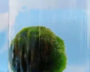 绿藻球繁殖方法是什么？最佳繁殖时间是什么时候？