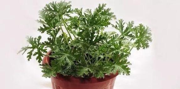 绿藻属于低等植物吗？绿藻的分类和特点是什么？