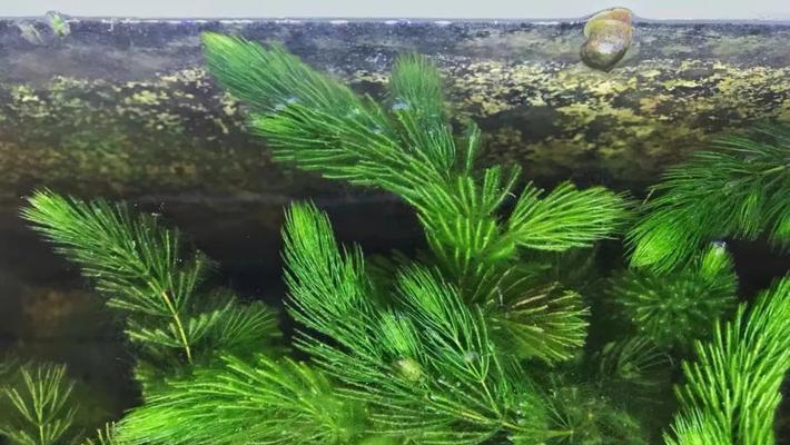 绿藻属于低等植物吗？绿藻的分类和特点是什么？