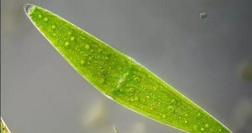 绿藻属于藻类植物吗？它们的分类和特点是什么？
