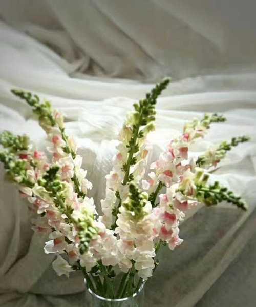 姬金鱼草的花语有哪些含义？