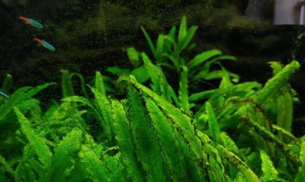 绿藻是植物吗？绿藻属于哪一类植物？