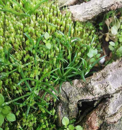 绿藻是植物吗？绿藻属于哪一类植物？