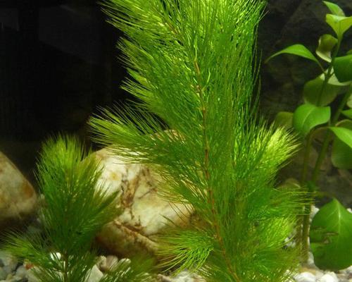 绿藻是植物吗？绿藻属于哪一类植物？
