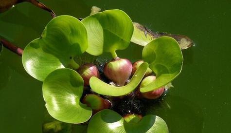 绿藻属于什么植物类型？它们的分类和特点是什么？