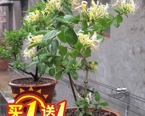 绿植掉叶子怎么办？如何正确处理植物落叶问题？