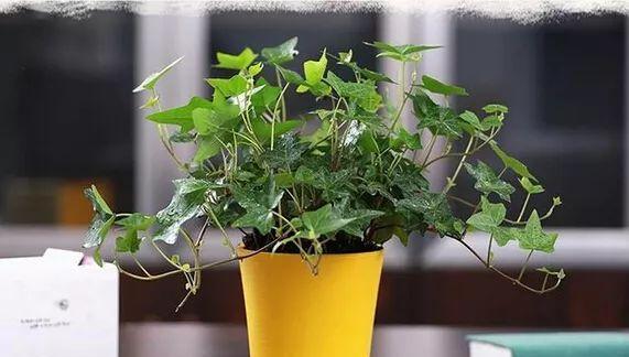 绿植冬天怎么养护？冬季绿植养护的正确方法是什么？