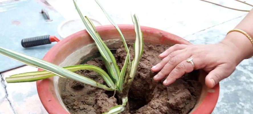 绿植多久浇一次水？如何判断植物需水量？