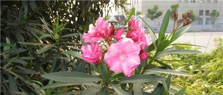 夹竹桃的花语是什么？夹竹桃寓意着什么？