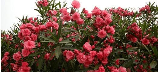 夹竹桃的花语是什么？夹竹桃寓意着什么？