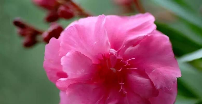 夹竹桃的花语是什么？了解其独特含义和象征意义？