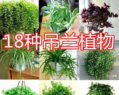 绿植佛珠真的能吸甲醛吗？效果如何？