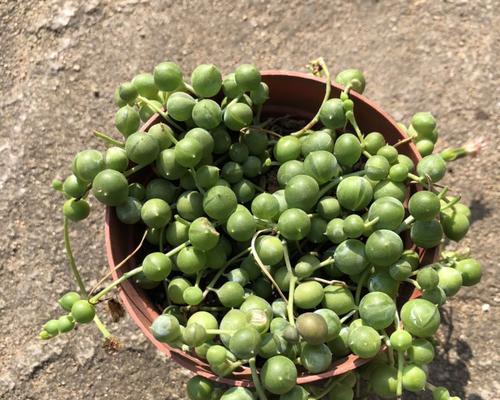 绿植佛珠真的能吸甲醛吗？效果如何？