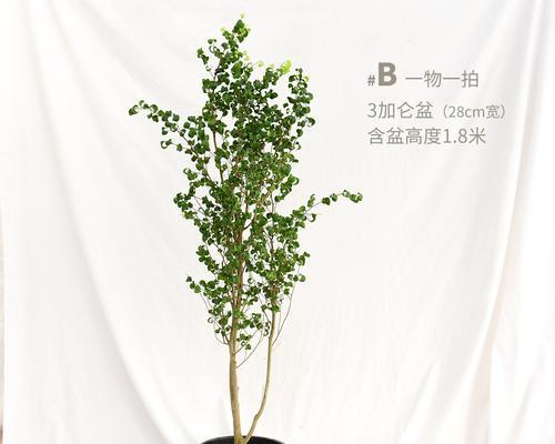 绿植卷叶怎么办？如何快速识别和处理植物卷叶问题？