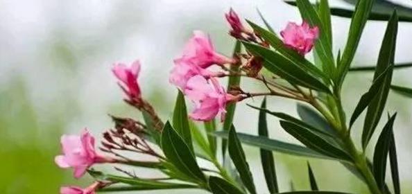 夹竹桃花语是什么意思？夹竹桃的花语有哪些含义？