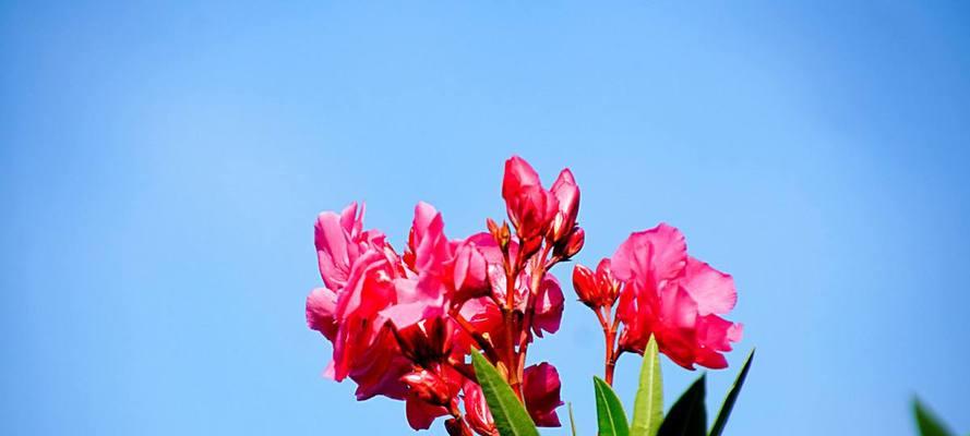 夹竹桃花语是什么意思？夹竹桃的花语有哪些含义？