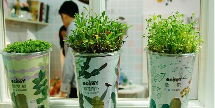 绿植可以浇可乐吗？可乐浇盆栽植物的方法是什么？