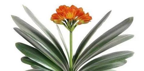 君子兰开花代表什么？家里君子兰开花的寓意是什么？
