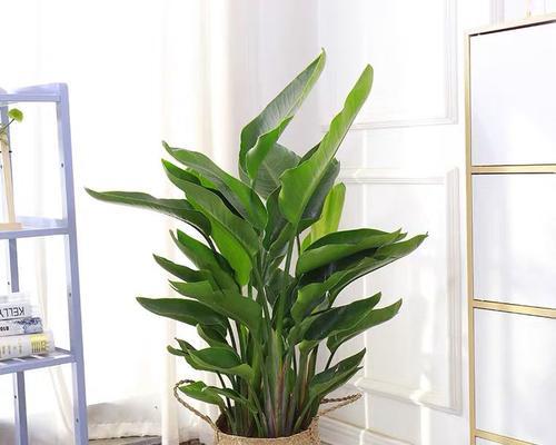 绿植天堂鸟室内养护可行吗？需要注意什么？