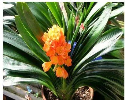 君子兰开花代表什么？家里君子兰开花的寓意是什么？