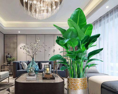 绿植天堂鸟室内养护可行吗？需要注意什么？